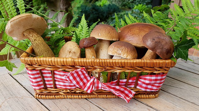 mushroom in a basket 8 Foods To Eat If You Have Gum Disease