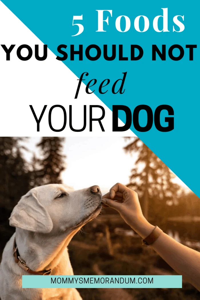 not-safe-for-pooch-5-foods-you-should-not-feed-your-dog