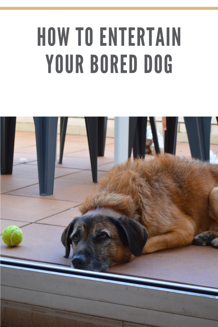 bored brown dog