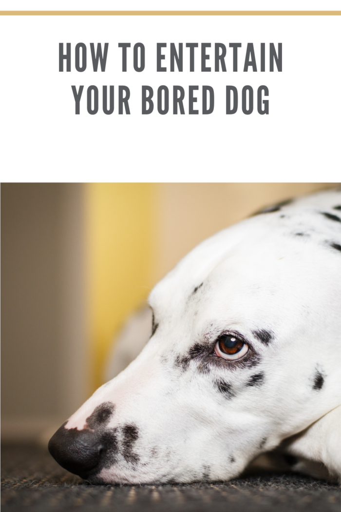 bored dalmation