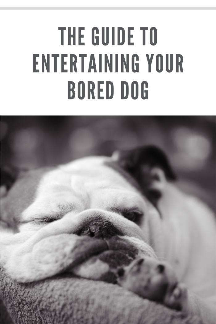 grumpy bored dog portrait