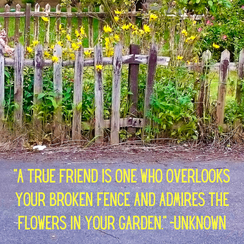 Broken fence with vibrant yellow flowers, symbolizing how true friends value the beauty in others despite imperfections.