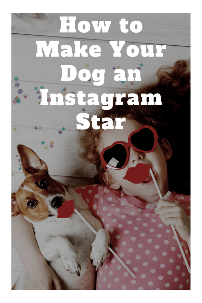 Before trying to make your dog into a social media sensation, you first need to consider if he or she is the right canine for the job.