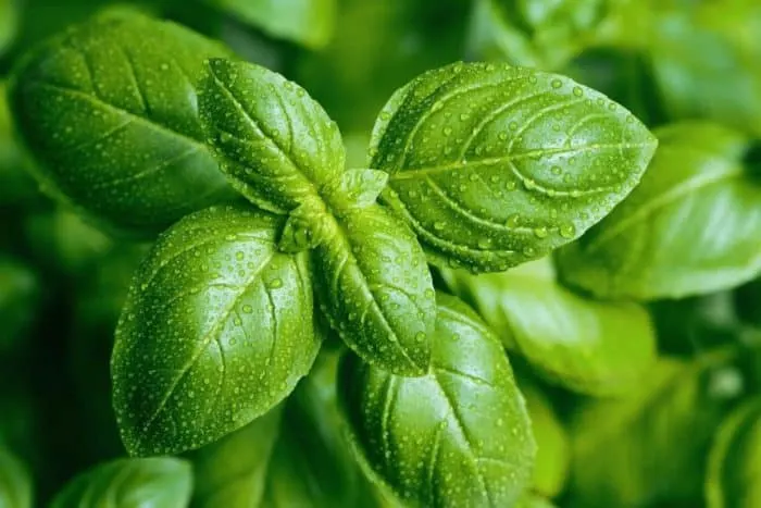 Fresh basil leaves, known for their aromatic and flavorful addition to Caribbean and Italian cuisine.