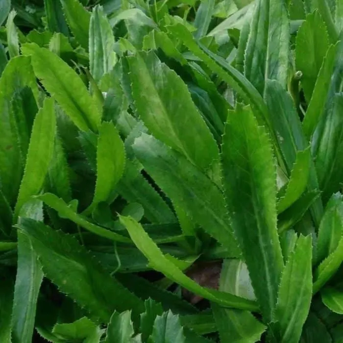 Close-up of Culantro herb leaves, known for their intense flavor and use in Caribbean cuisine.