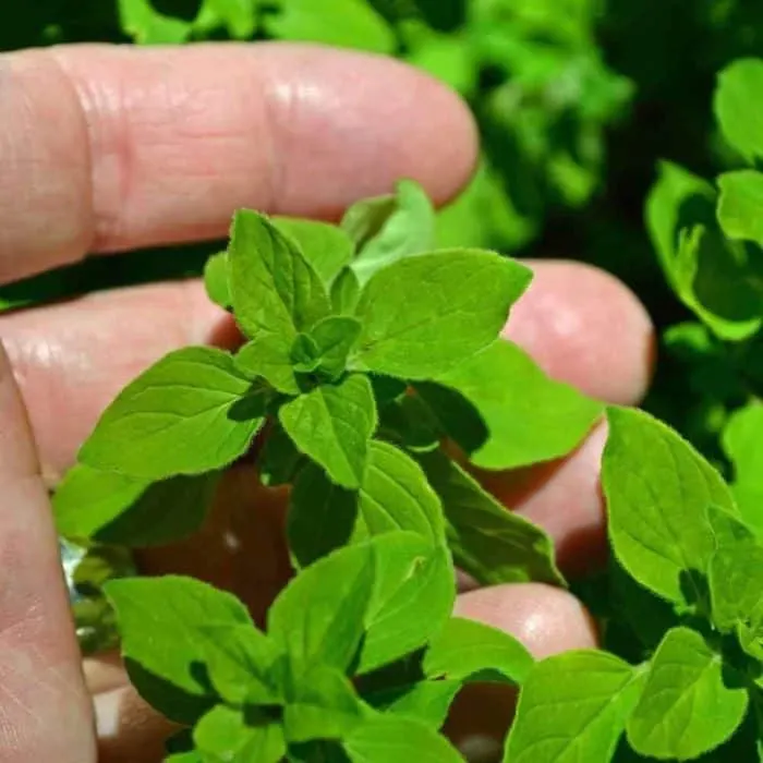 Fresh marjoram leaves, known for their sweet and subtle flavor, used in Caribbean and Mediterranean cuisine.