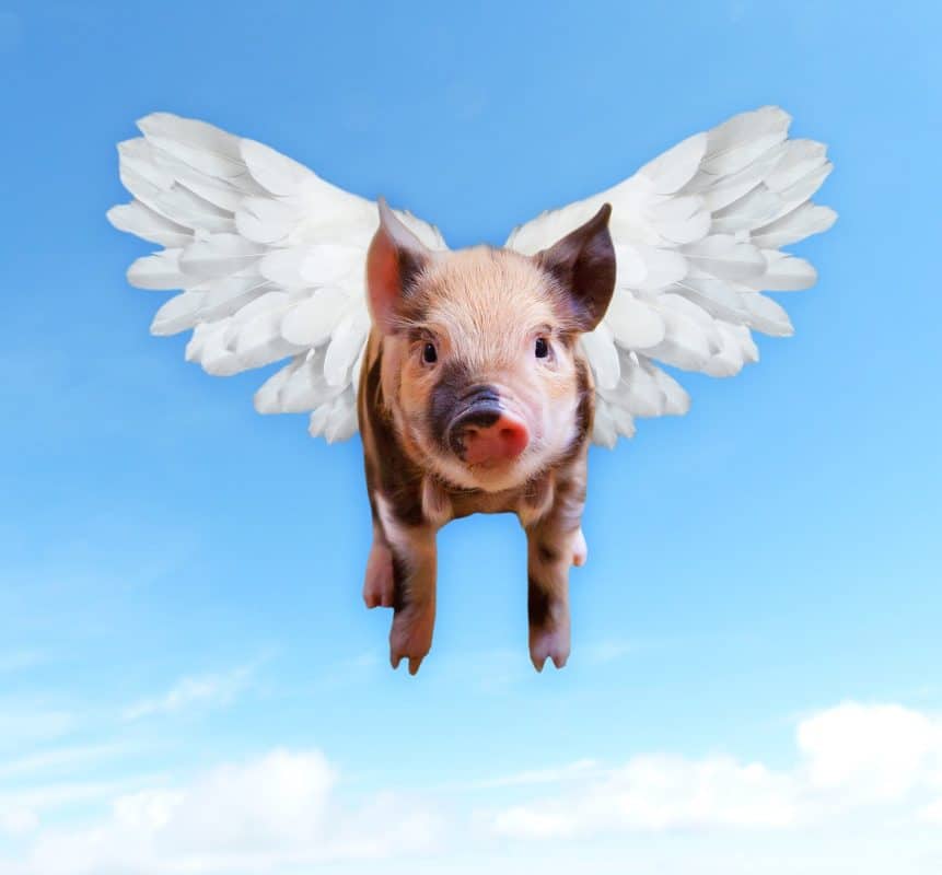 hyperbole when pigs fly