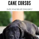 cane corsos puppy laying down with arms extended how big do cane corsos get?
