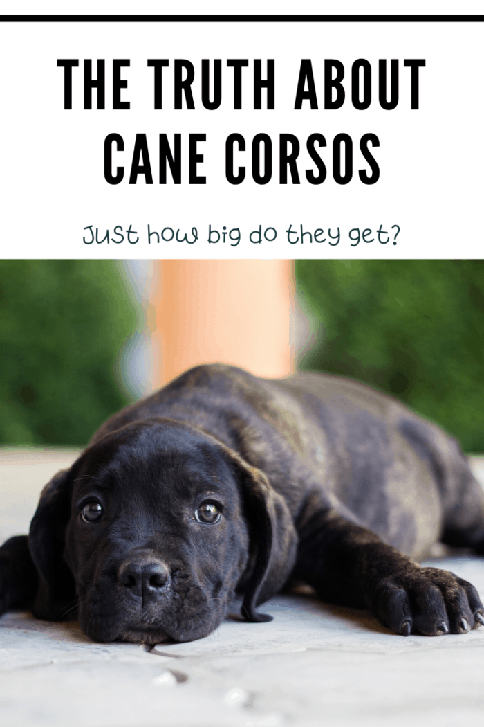 Cane Corso puppy lying on the floor, looking directly at the camera with curious eyes
