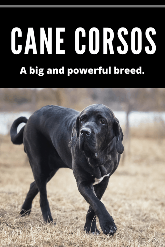 cane corsos are Robust and sturdy dog, nevertheless with some elegance.