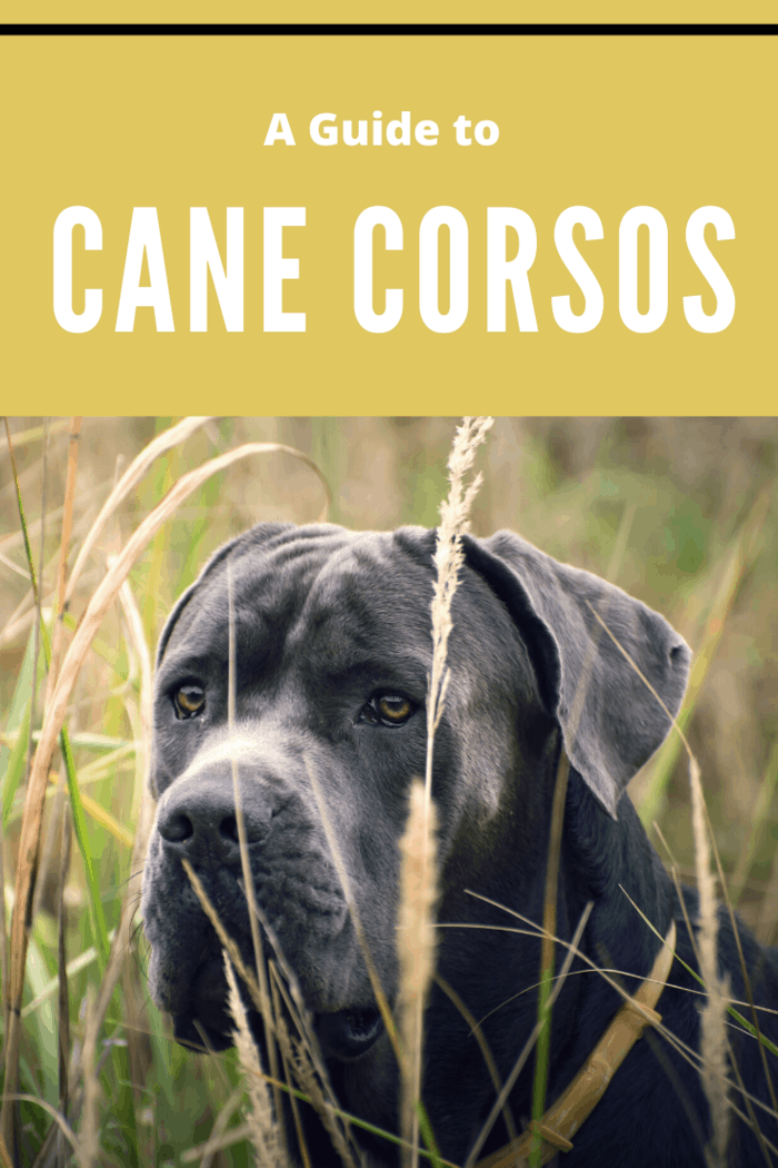Cane Corso standing in tall grass, highlighting its muscular build and alert posture