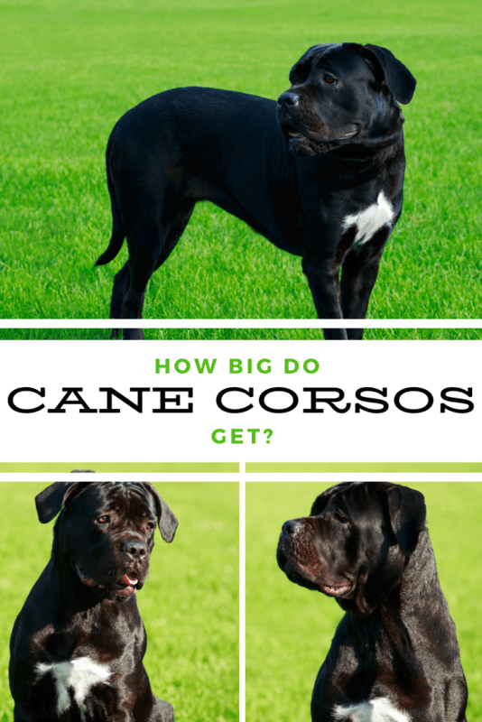 cane corsos at different angles showing how big they get