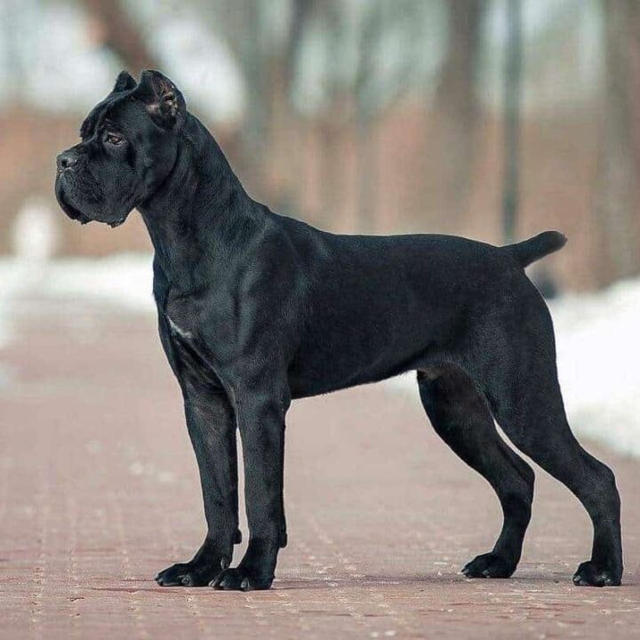 is a cane corso a good dog