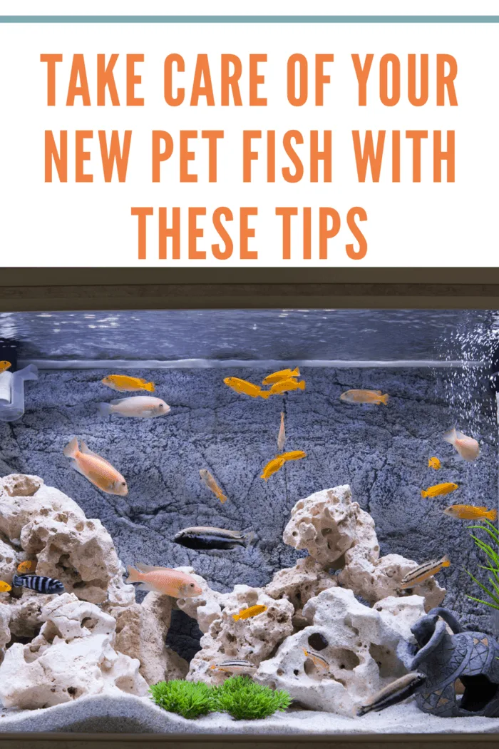 Colorful Malawi cichlids in a well-maintained aquarium, highlighting tips for taking care of your new pet fish.