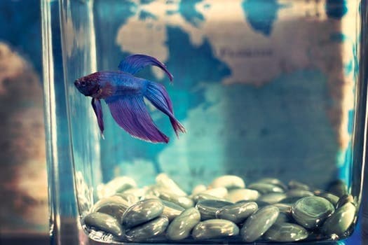 beta fish in fish tank