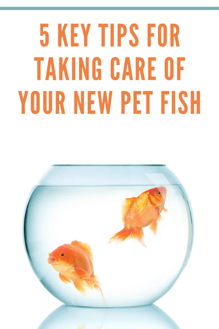 5 Key Tips for Taking Care of Your New Pet Fish Mommy s Memo