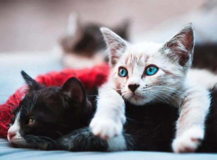 Here are some fulfilling ways on how you can contribute to helping rescue cats. and provide a fur-ever home for kittens.