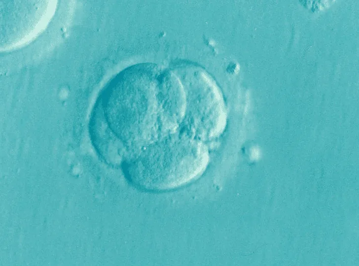 How Fertility Tests Work and What You Need to Know