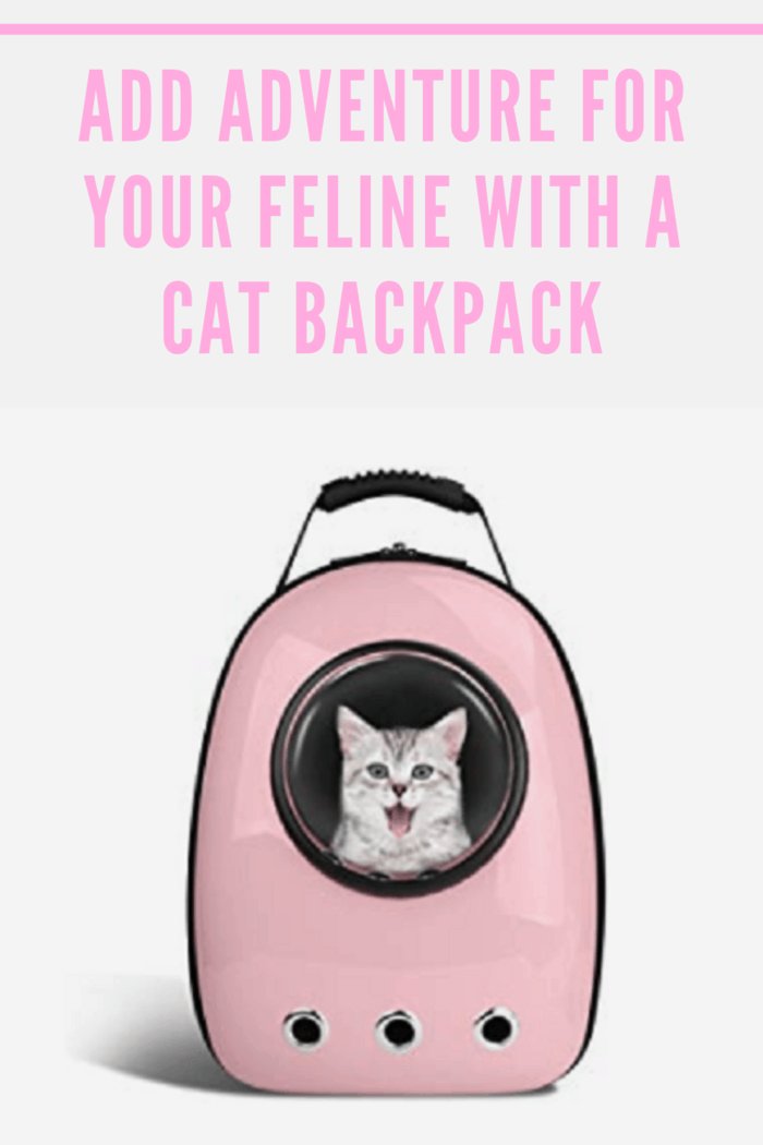 Cats are curious and playful so kitten toys are excellent but add adventure with a cat backpack that allows you to spend endless hours with your feline.