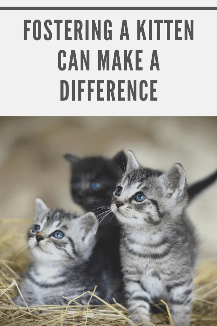 If you’re not planning on adding another cat to your family of pets, fostering is a meaningful way to help with the rescuing of cats.
