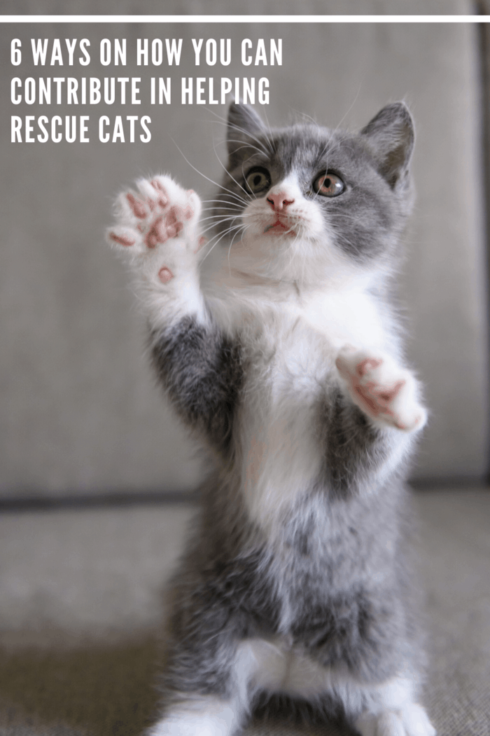 Here are some fulfilling ways on how you can contribute to helping rescue cats. and provide a fur-ever home for kittens.