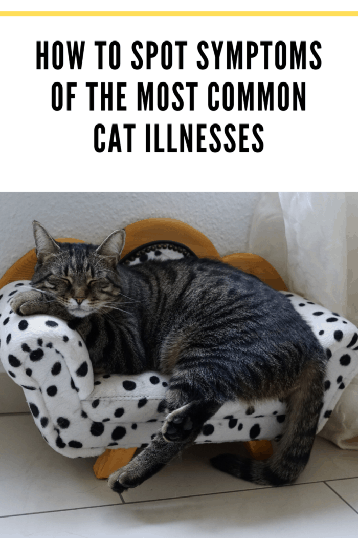 While some symptoms vary for the above cat illnesses, there are a common few to look out for that could point to something wrong with your feline friend.