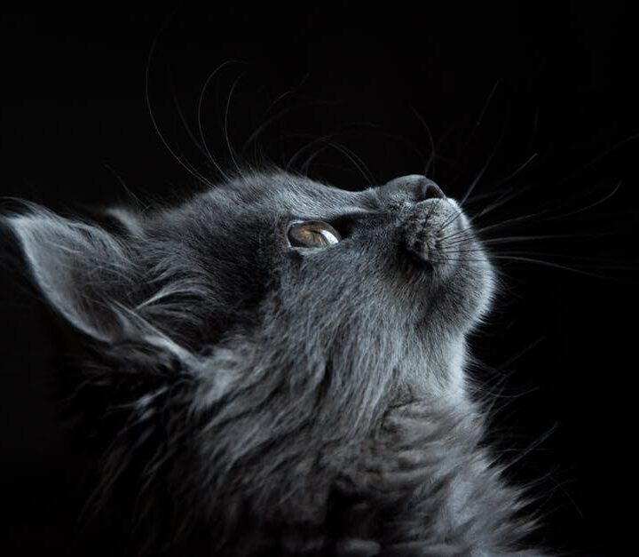 gray cat with black background