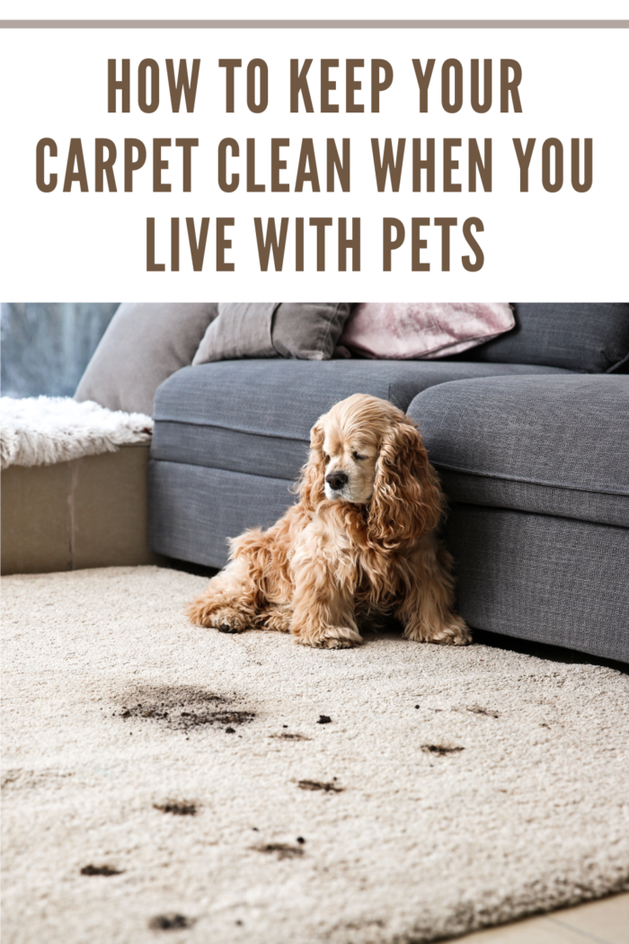 Funny Dog and Its Dirty Trails on Carpet