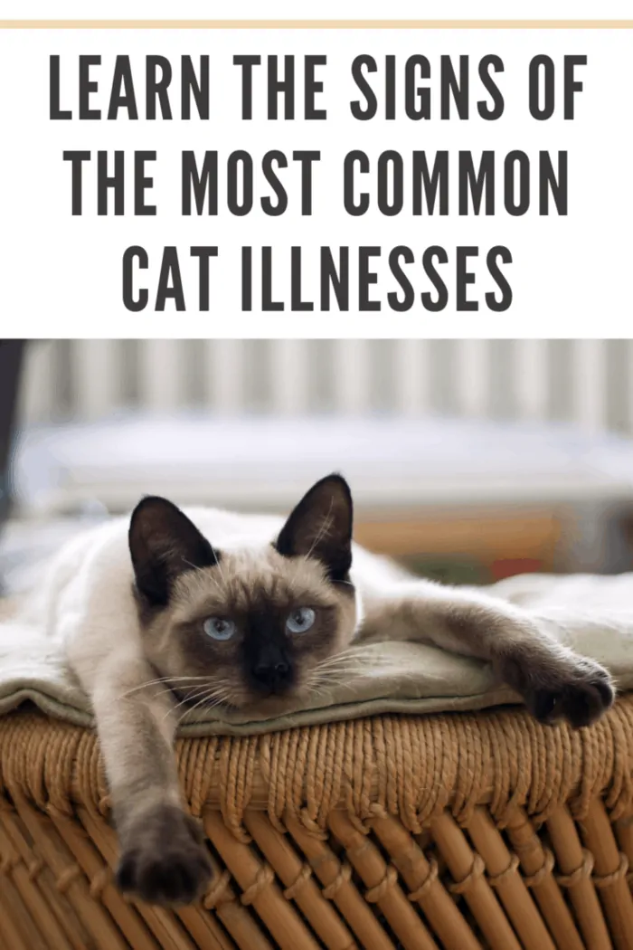 Bear in mind that cat illnesses don't always signal that the "end is near."