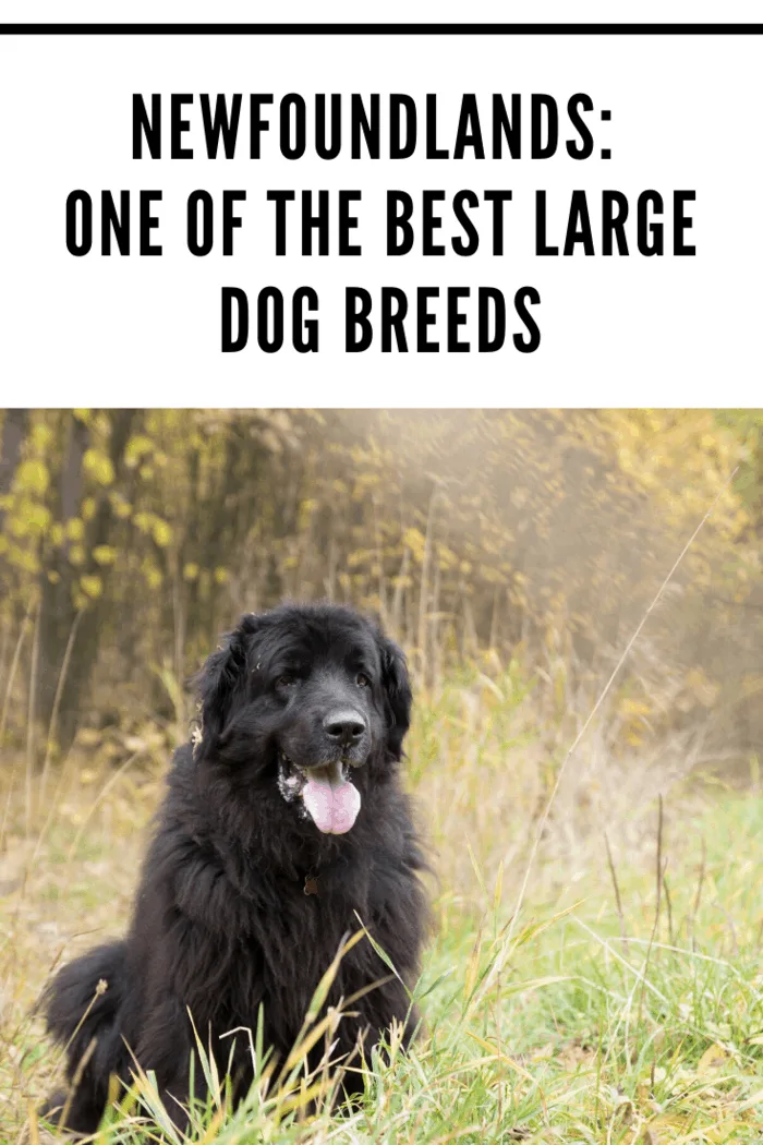 black Newfoundland dog panting while sittingare the gentle giants of the dog world. Originally bred to be rescue dogs, steadfastness, love, and loyalty are hardwired into their DNA.