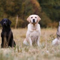 The Best Large Family Dog Breeds