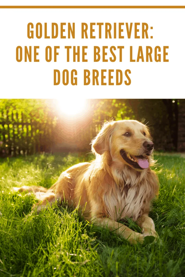 golden retriever laying in grass with sunburst in horizon