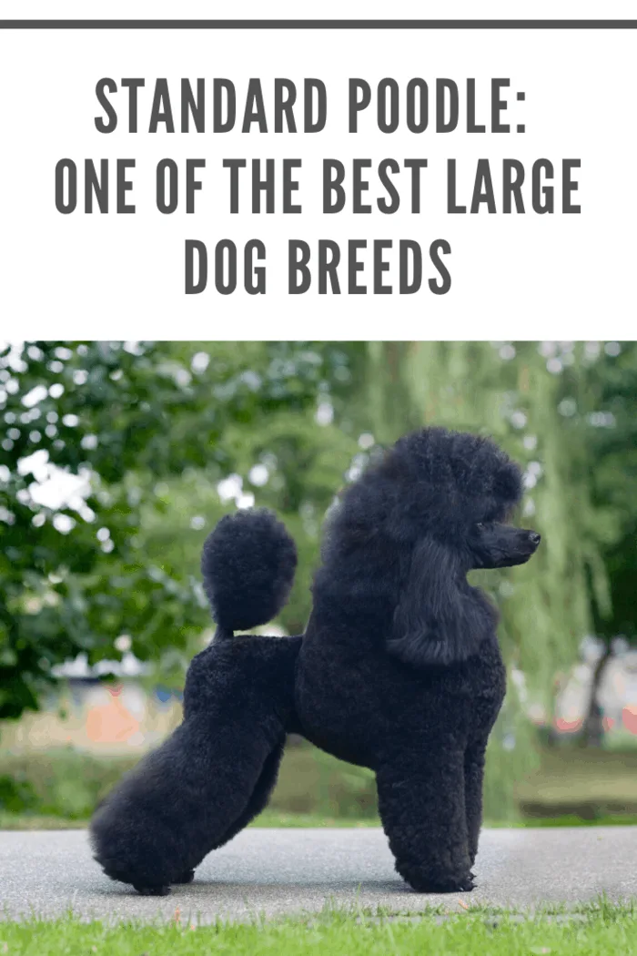 black standard poodle in perfect poise