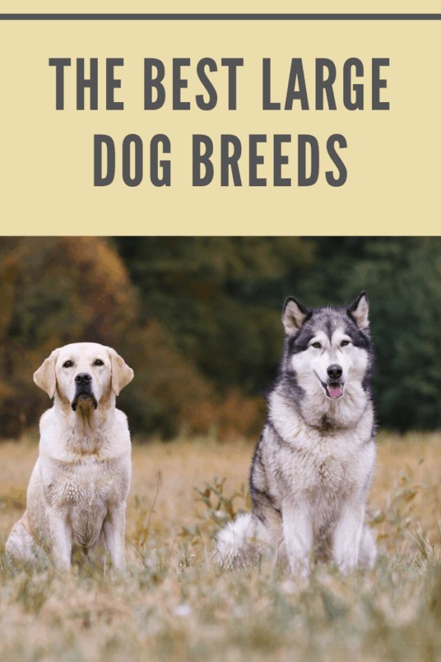 The Best Large Family Dog Breeds • Mommy's Memorandum