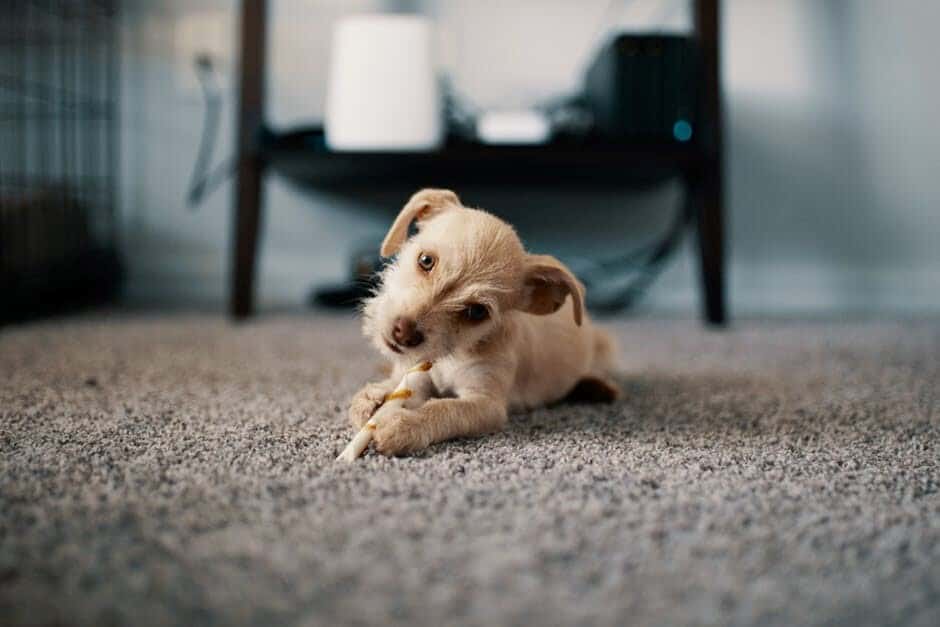 Pet-Friendly Carpet: How to Keep Your Carpet Clean When You Live with Pets