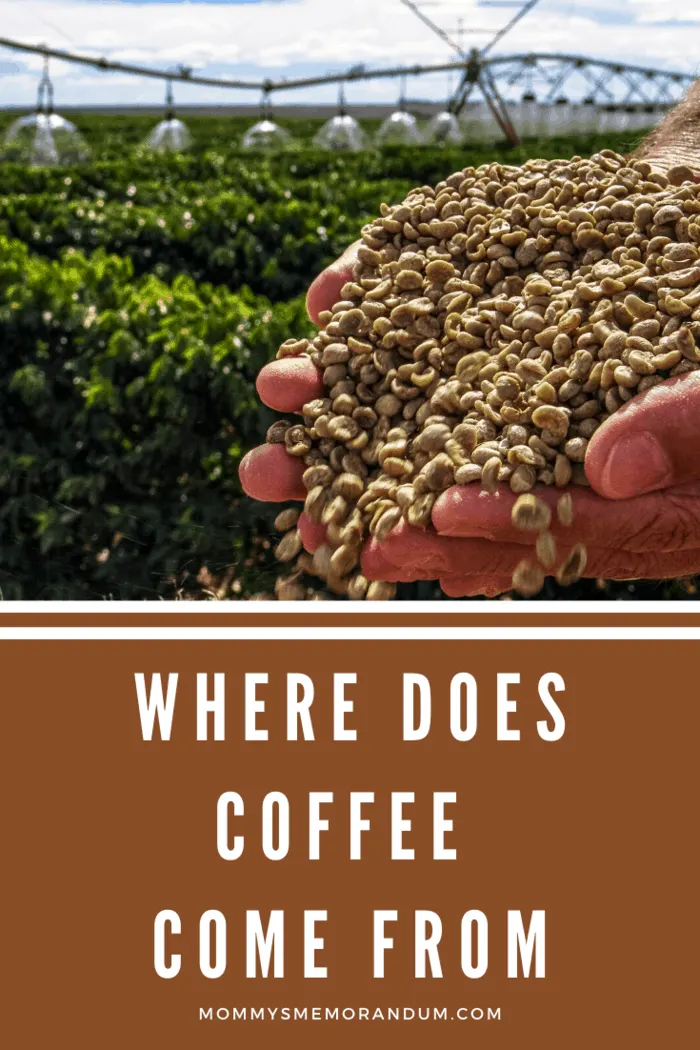 Coffee grows on a shrub or a tree and resembles a cherry with the beans inside which are then roasted and sold in stores.