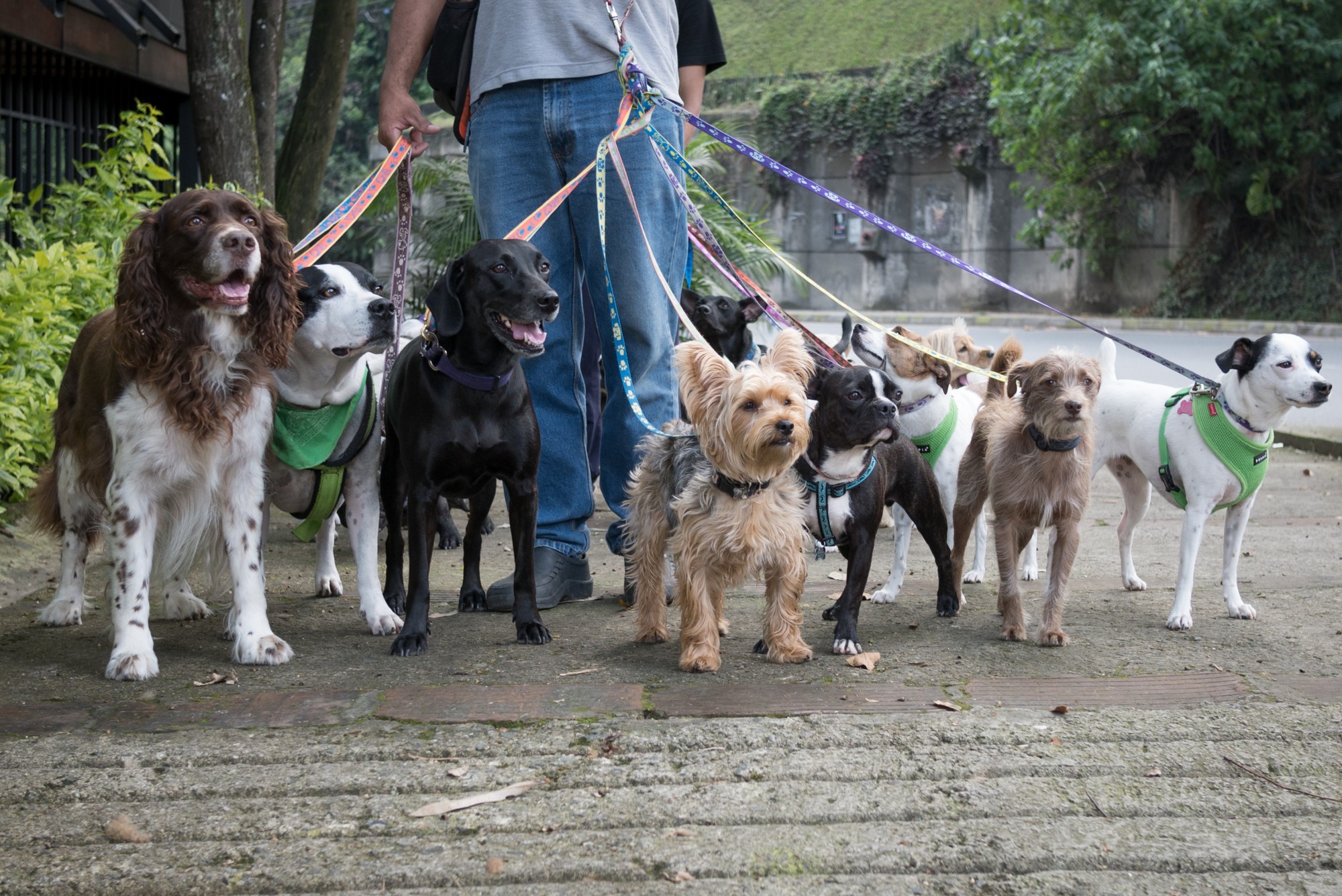 6 Advantages To Hiring A Dog Walker To Make Your Life Easier