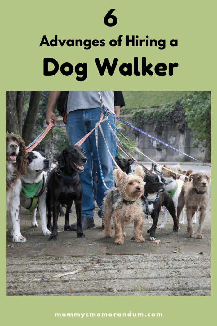 Getting some help from a dog walker is a win-win for you and your pet. He gets to go for walks and you don't have the stress.