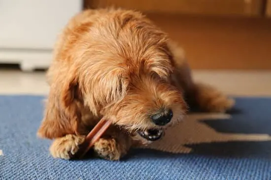Keeping your dog healthy is important to you, equip yourself with the knowledge about how to remove plaque from your dog’s teeth.