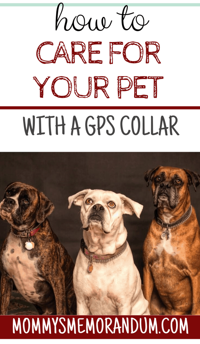 Learn more about the different features and capabilities each GPS collar has to ensure you're choosing the right one for your furry friend!