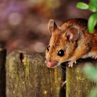 The Effects of Pests and Rodents On One’s Health