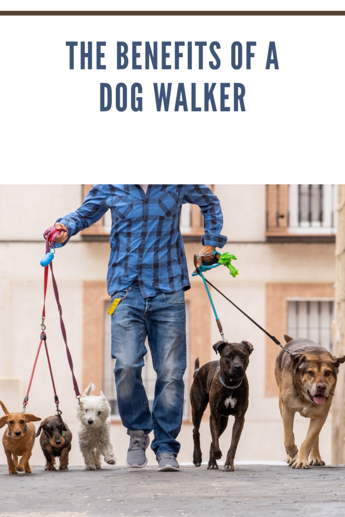 professional dog walker