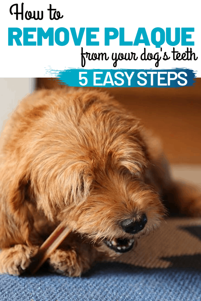 dog chewing on dental chew