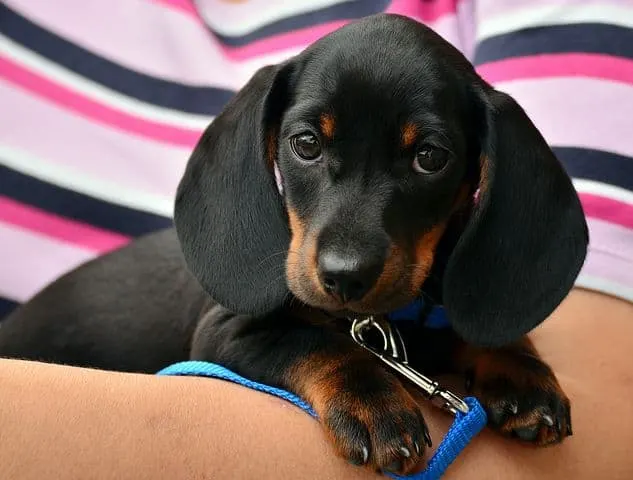 dachsund puppy