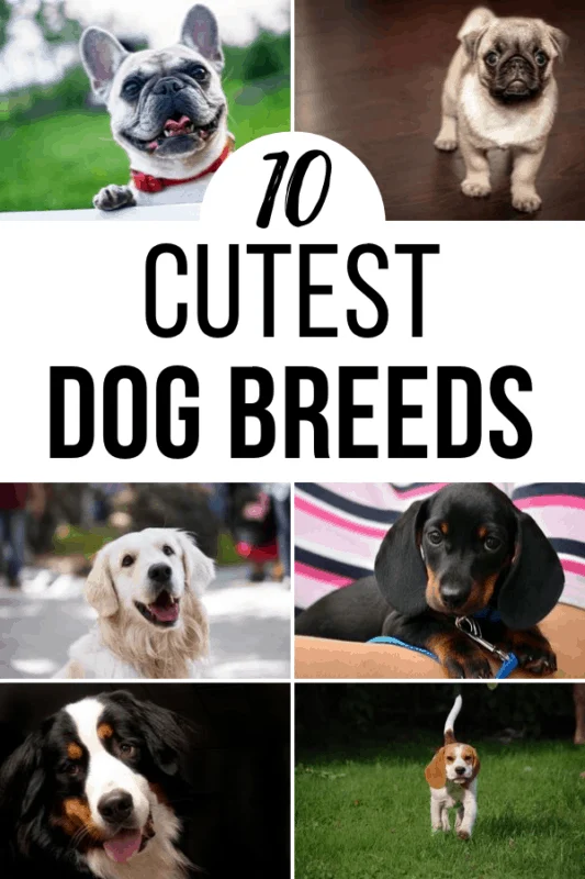 10 Cutest Dog Breeds of All Time • Mommy's Memorandum