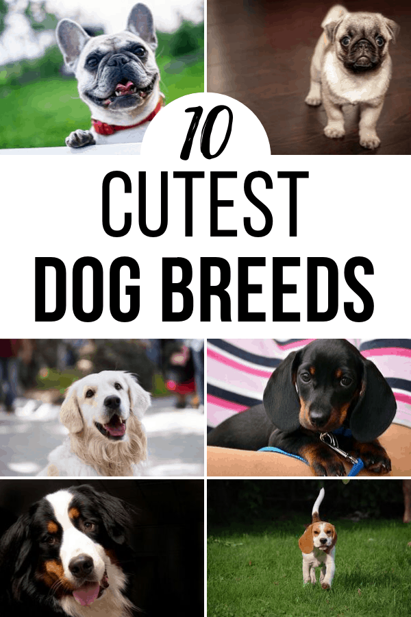 collage of the cutest dog breeds
