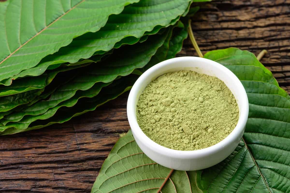 Keep reading for a step-by-step guide on how to use kratom powder to make tea.