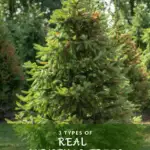 The large, soft needles ensure this tree stays a firm favorite of families with children. Check out the Christmas tree farm in Texas for a great selection of Christmas trees.