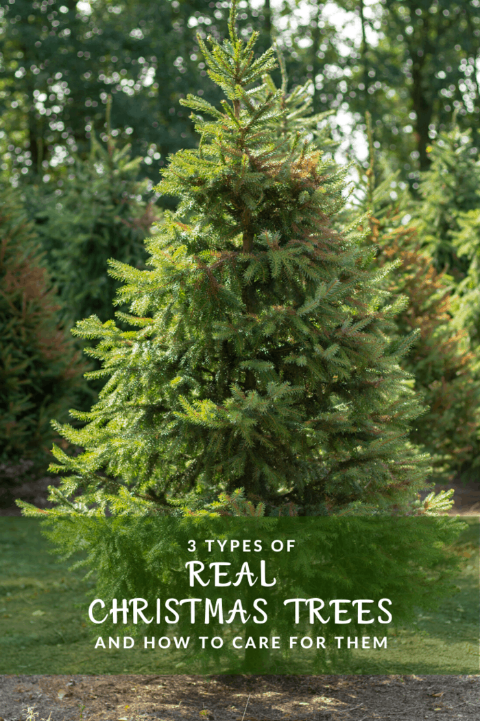 3 Types Of Real Christmas Trees And Care Tips • Mommy's Memorandum