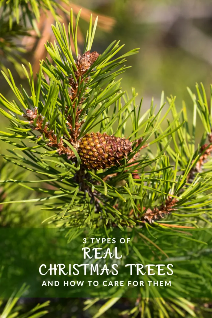 closeup of Lodgepole Pine as a real Christmas Tree